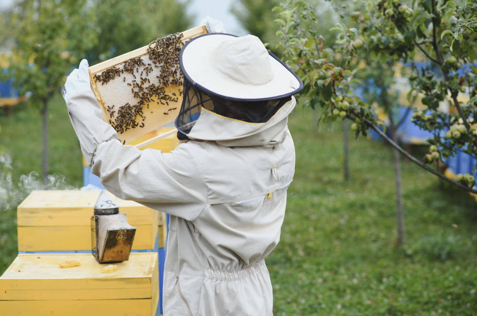 How to Start Beekeeping as a Complete Beginner